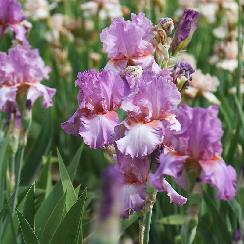 Persian Berry Reblooming Bearded Iris - Thumbnail 4