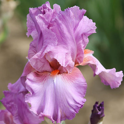 Persian Berry Reblooming Bearded Iris