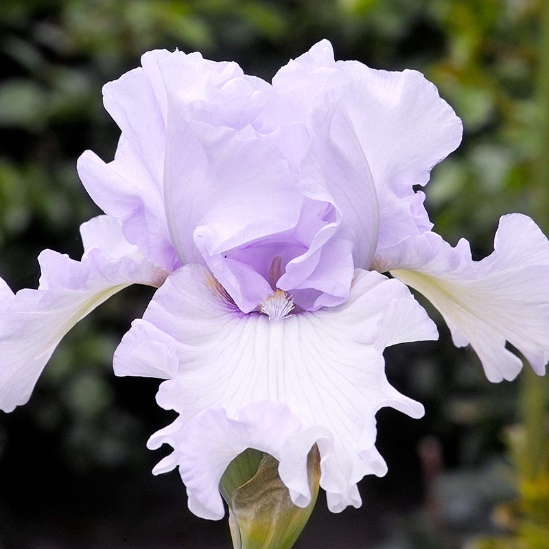 Northern Lights Bearded Iris Collection