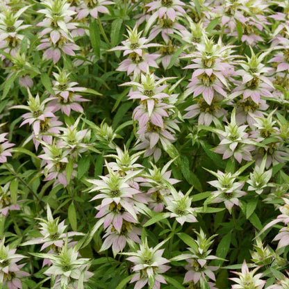 Spotted Bee Balm Seeds