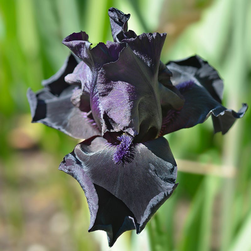 Before the Storm Bearded Iris