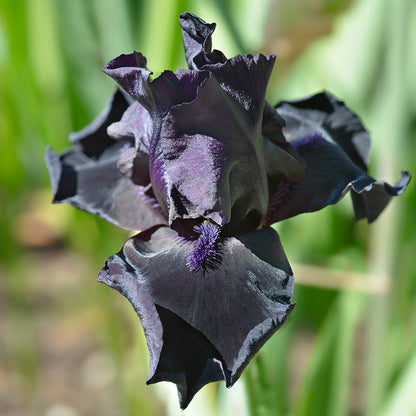 Before the Storm Bearded Iris