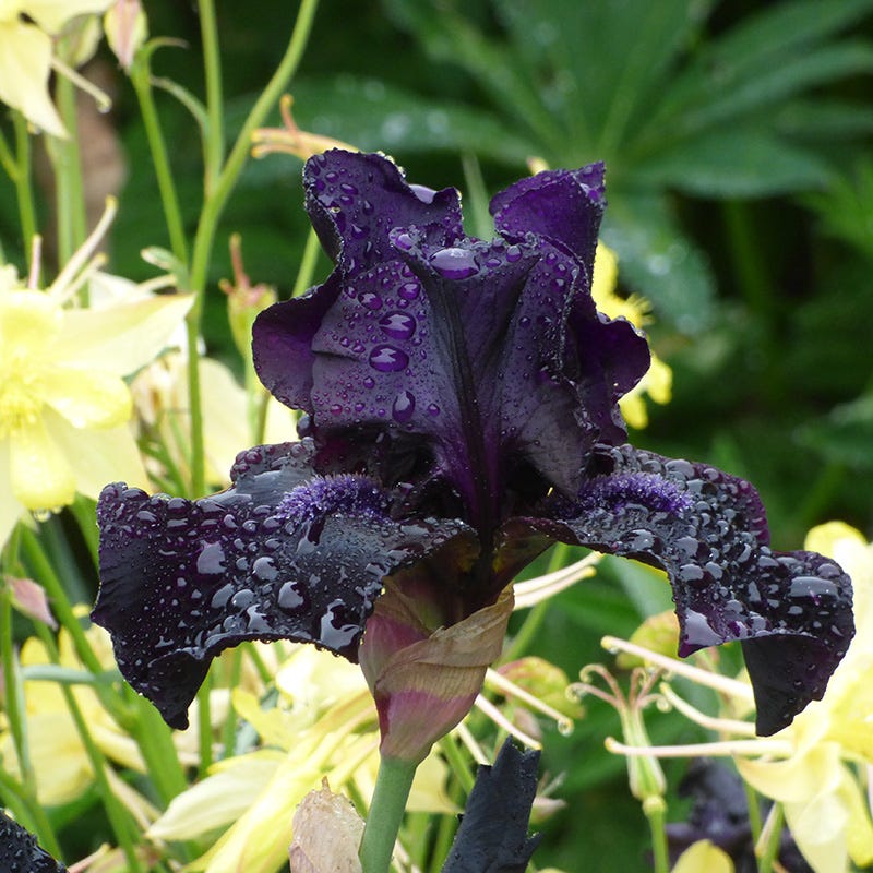 Before the Storm Bearded Iris - Thumbnail 3