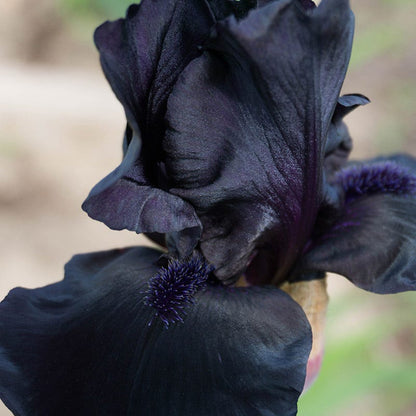 Before the Storm Bearded Iris