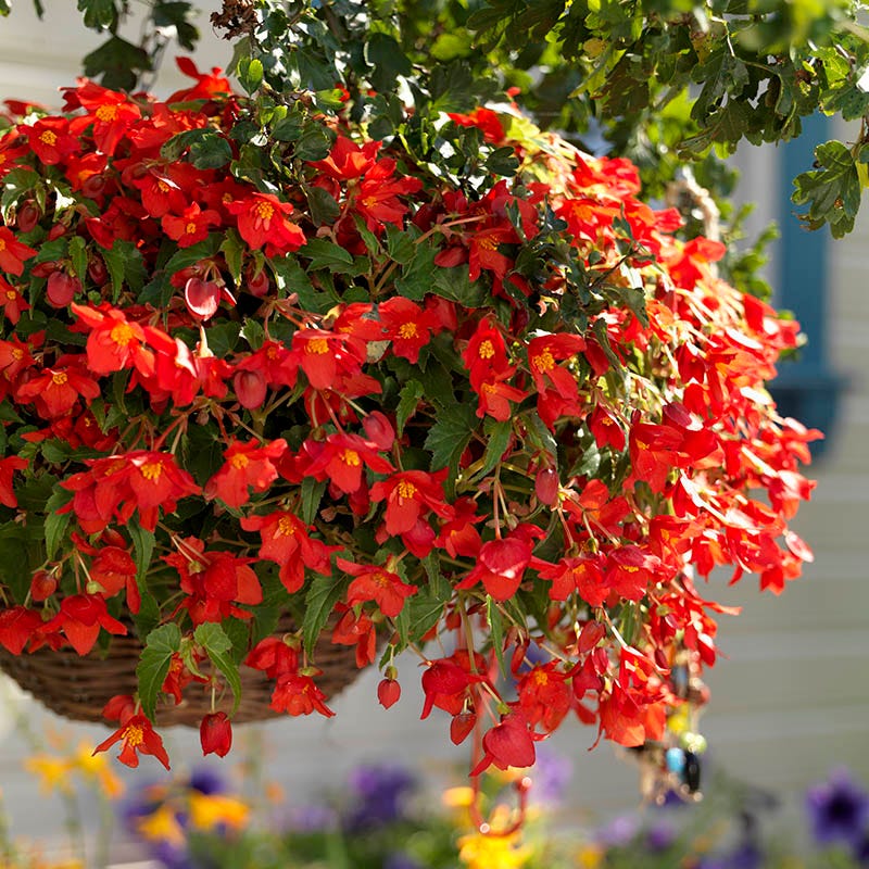 Shade Porch Hummingbird Begonia Collection