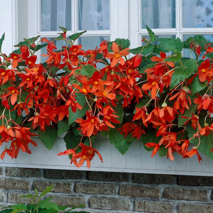 Bertini Begonia