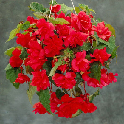 Red Cascading Begonia
