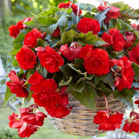 begonia hanging plant Red Cascading Begonia