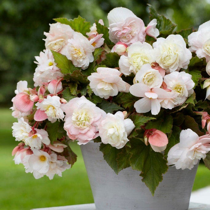 Cascades In The Shade Begonia Collection