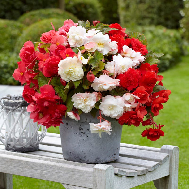 potting mix for begonias Odorata Begonia Mix