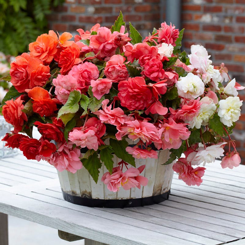 begonia mixed pot Odorata Begonia Mix