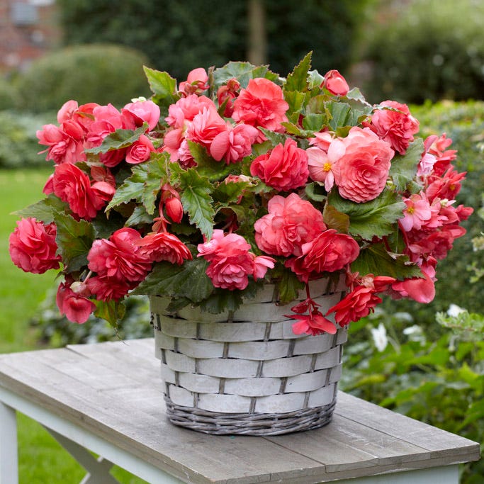 Shade Porch Pink Bulb Collection
