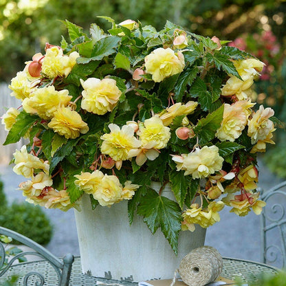 Cascades In The Shade Begonia Collection