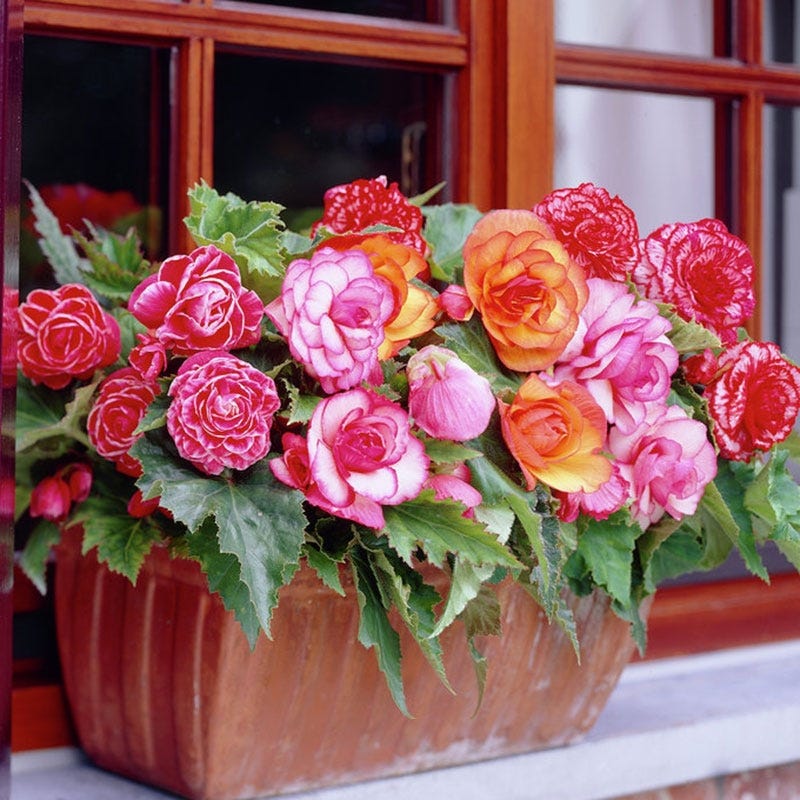 Picotee Begonia Mix - Thumbnail 3