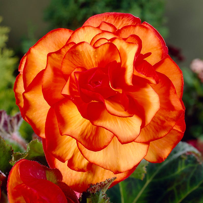 Yellow-Red Picotee Begonia