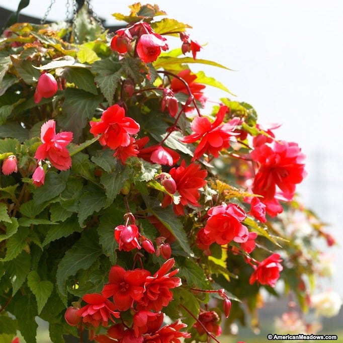 Red Cascading Begonia
