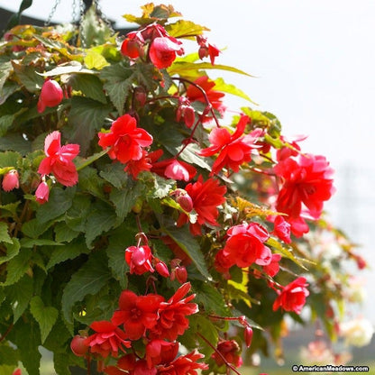Red Cascading Begonia