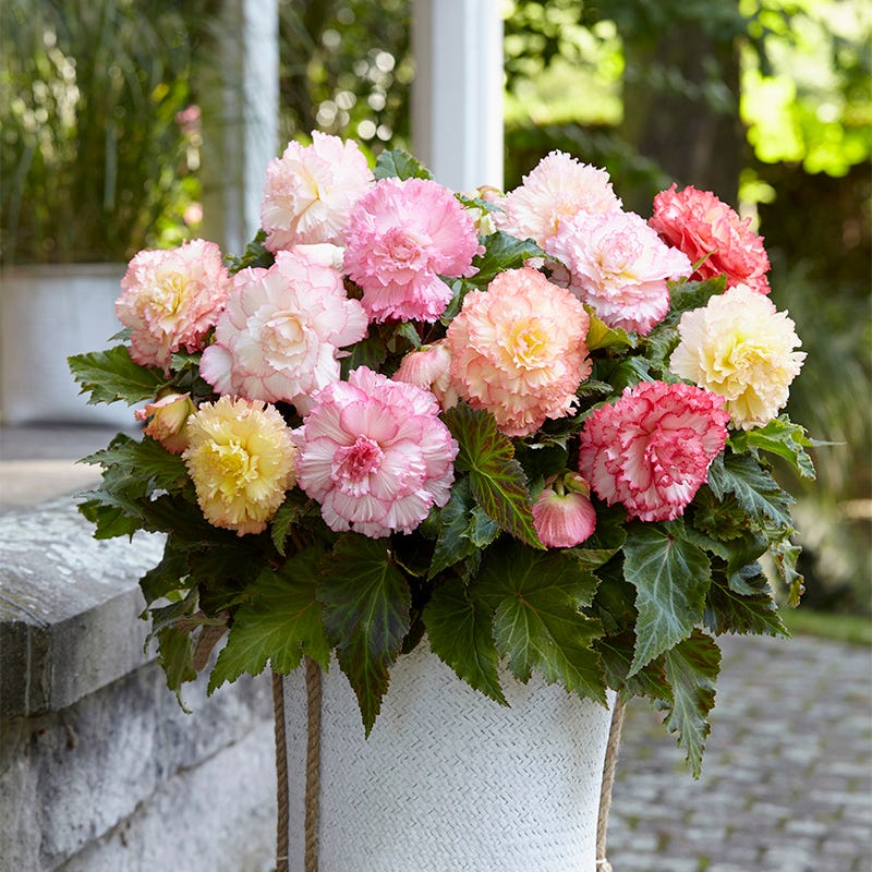 Samba Pastel Begonia Mix