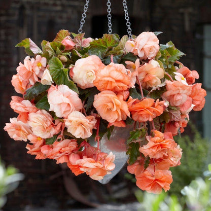 Cascades In The Shade Begonia Collection