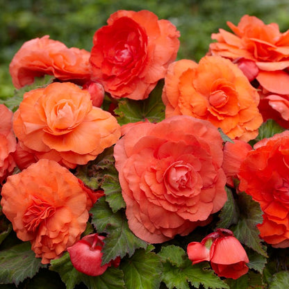 Superba Salmon Begonia