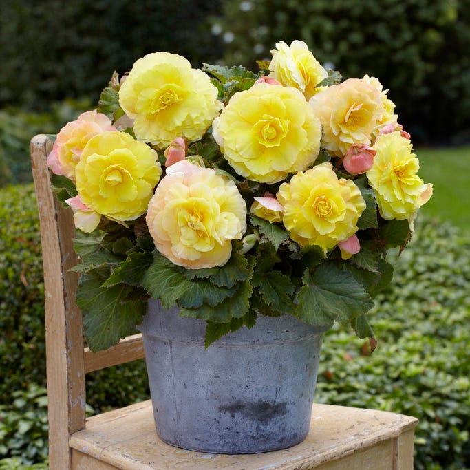 Superba Yellow Begonia