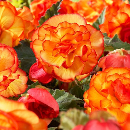 Yellow-Red Picotee Begonia