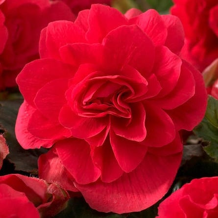 Double Scarlet Begonia