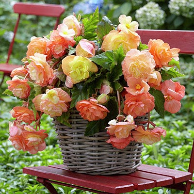 Splendide Ballerina Apricot Cascading Begonia