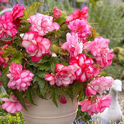 Double Bouton De Rose Begonia
