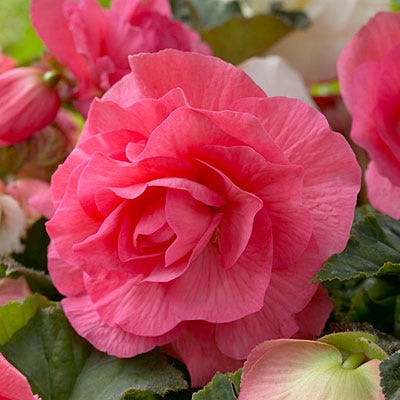 Double Pink Begonia