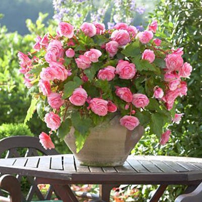 Double Pink Begonia