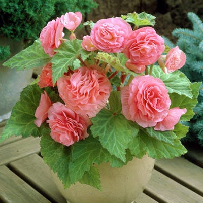 Double Pink Begonia | American Meadows