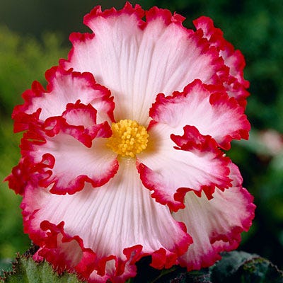 Red and White Crispa Marginata Begonia