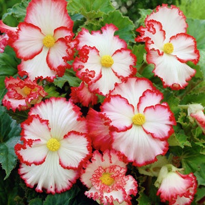 Red and White Crispa Marginata Begonia