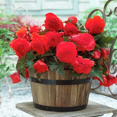Double Scarlet Begonia