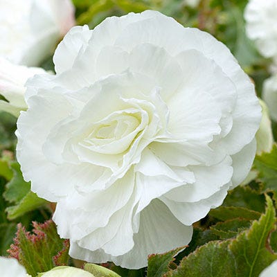 Double White Begonia