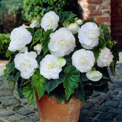 Double White Begonia