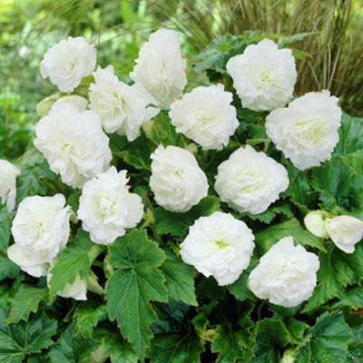Double White Begonia - Thumbnail 2
