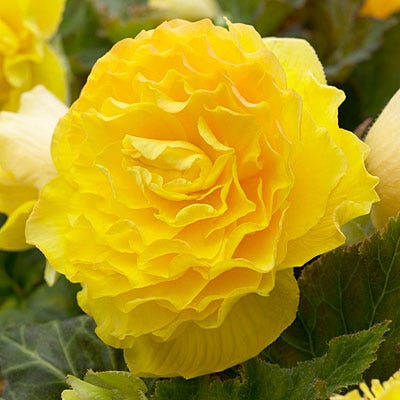 American Meadows Begonia