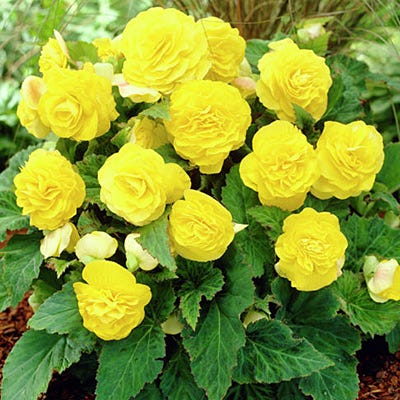 Double Yellow Begonia