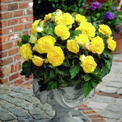 American Meadows Begonia - Thumbnail 2