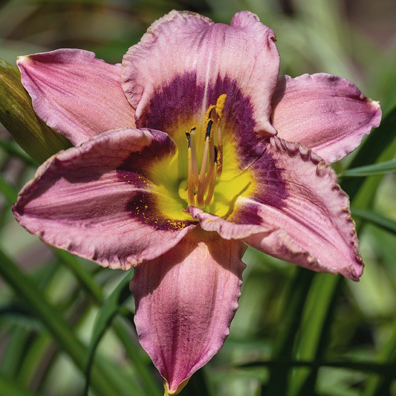 Bellaboo Daylily