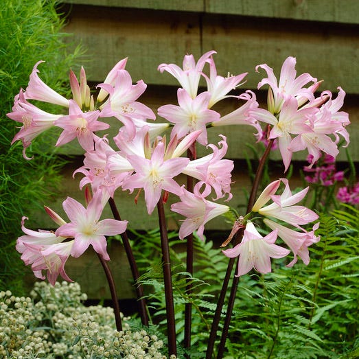 Ombre Bouquet Bulb Collection