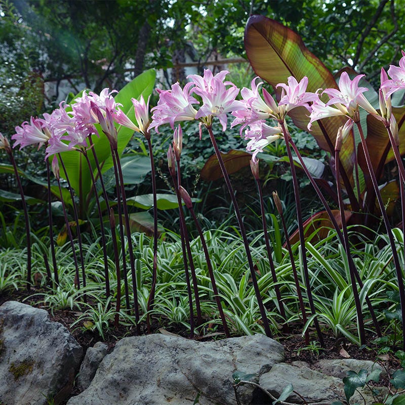 belladonna lily flower meaning Belladonna Lily or Naked Ladies