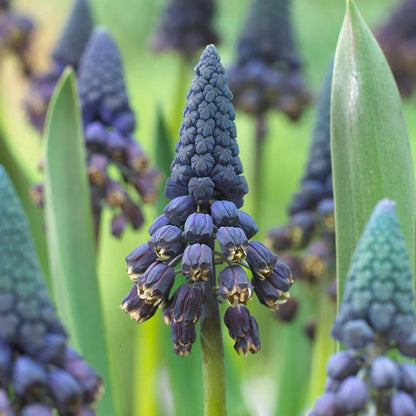 Giant Grape Hyacinth