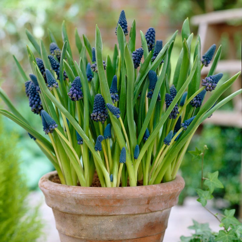 Grape Hyacinth - Thumbnail 3