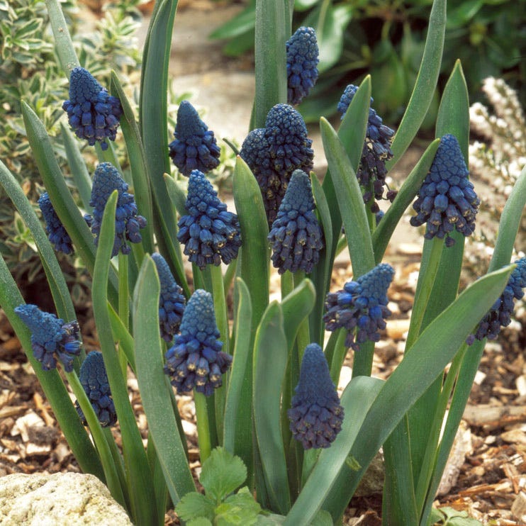 Grape Hyacinth - Thumbnail 2
