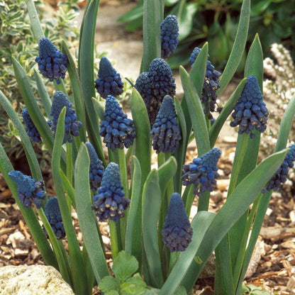 Giant Grape Hyacinth