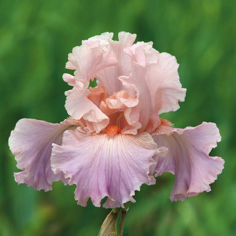 Bellini Bearded Iris