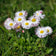 Bellis perennis
